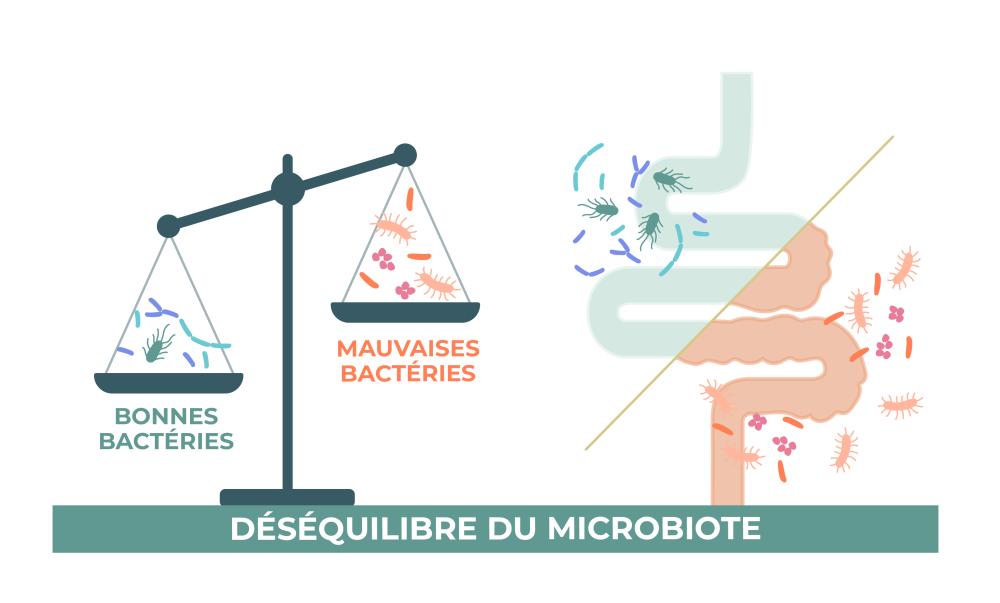 desequilibre du microbiote