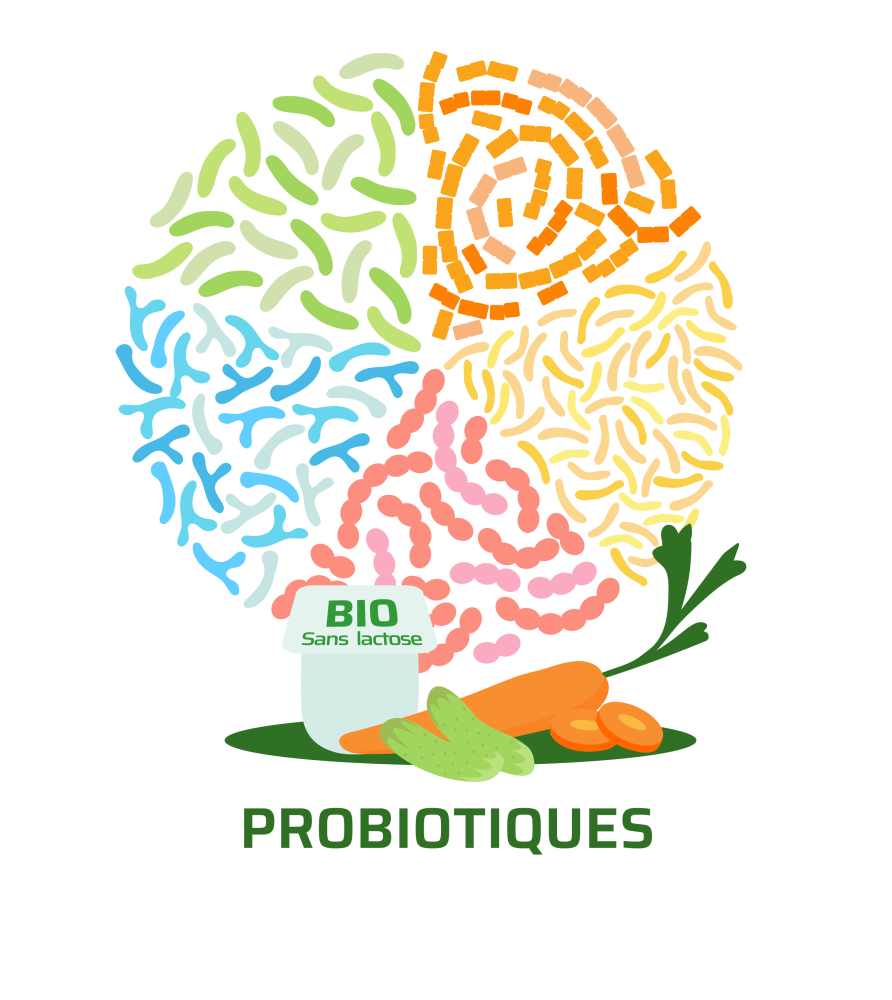 Les probiotiques permettent d’équilibrer la flore intestinale et de l’enrichir avec de bonnes bactéries