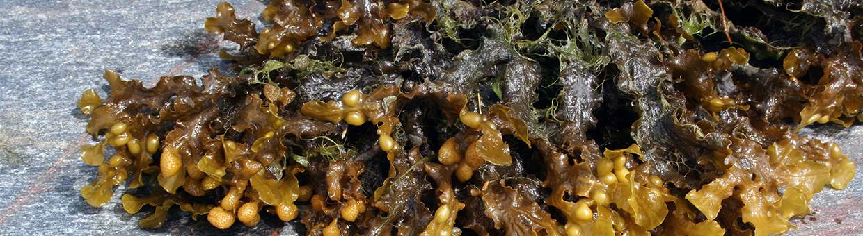 Le fucus vésiculeux, une algue marine riche en oligo-éléments
