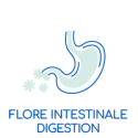 Flore intestinale digestion