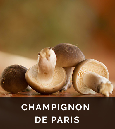 Champignon de Paris, un concentré de nutriments et de sels minéraux