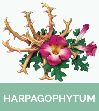 Harpagophytum biophenix